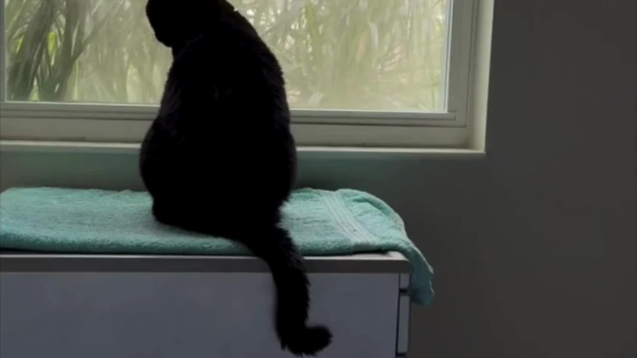Cute Precious Piper Forms a Great Letter L - Adopting a Cat from a Shelter Vlog #shorts