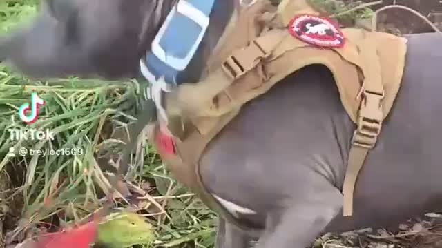 My little Soldier Bloo. Certified Zombie/Bigfoot K9