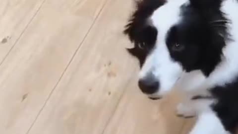 it's still Christmas for dogs and cats