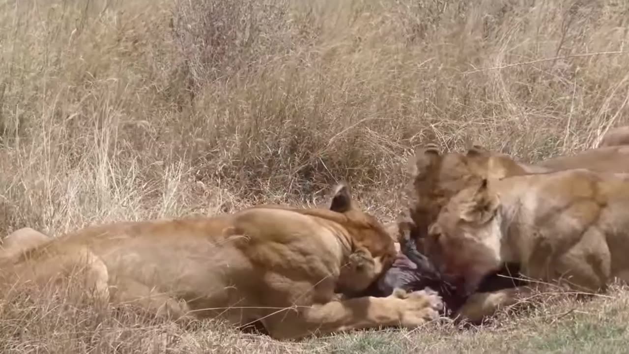 Brutal Encounter: Lions Feast on Live Warthog 🦁🐗🔥