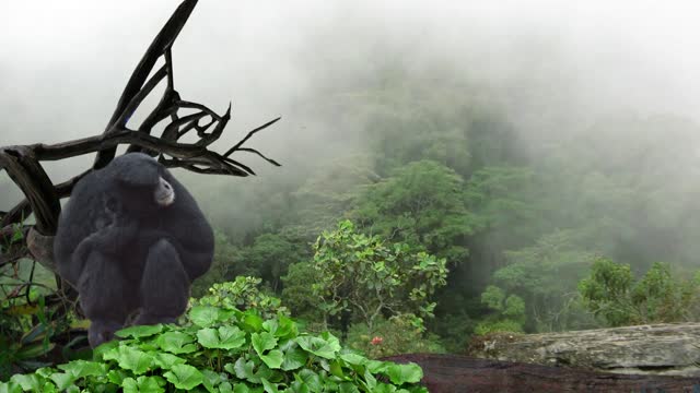 Gorilla (Monkey) on Green Screen (Before Editing)