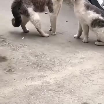 Different way of cats fighting