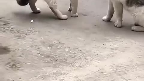 Different way of cats fighting