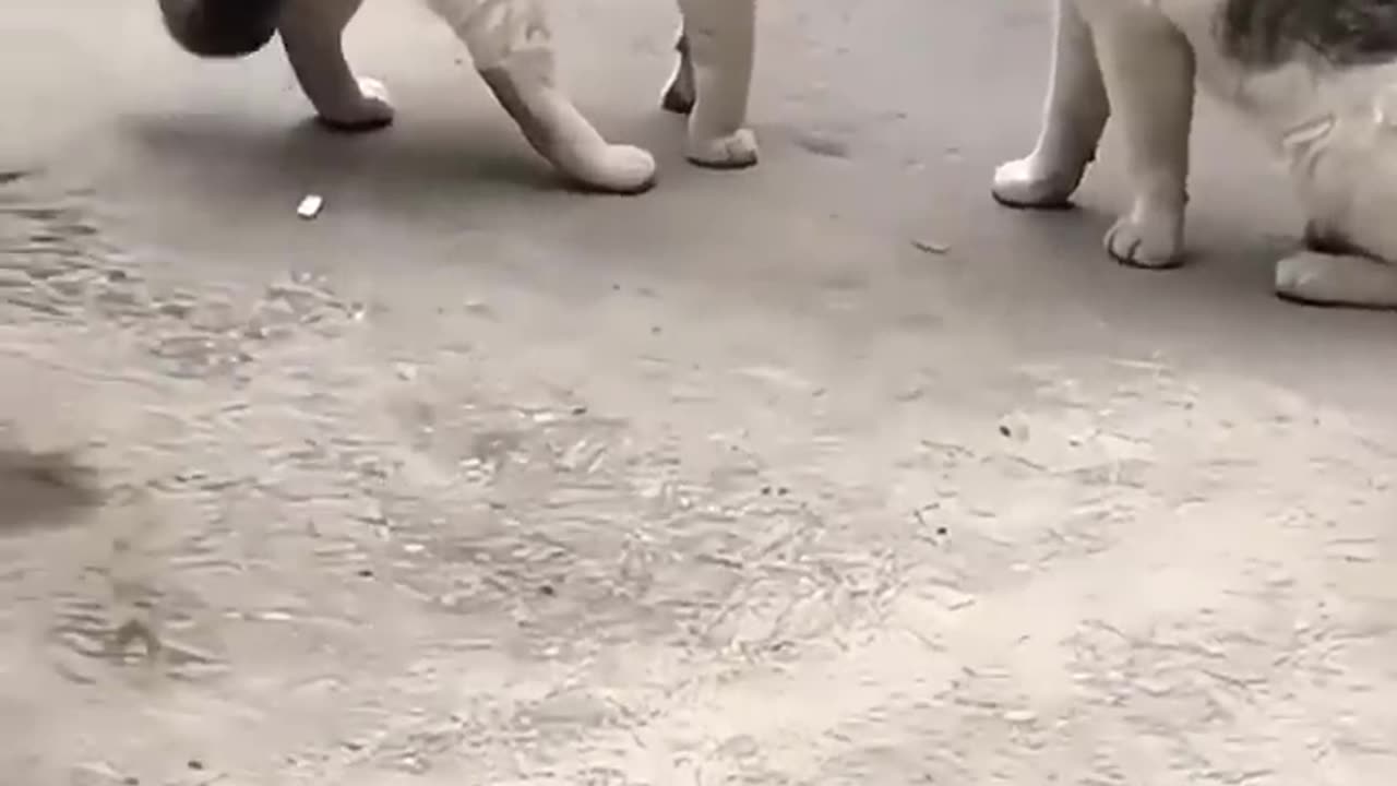 Different way of cats fighting