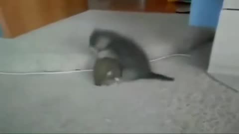 Funny cat animals videos