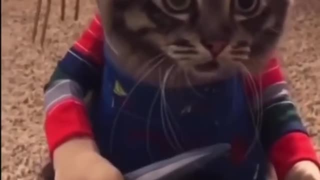 SMART CAT!