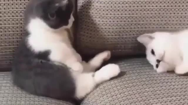 Cat FunnyCat Cute videosCat Funny Videos04