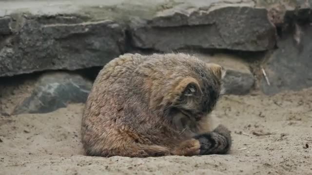 Pallas's cat is chilling on his tail