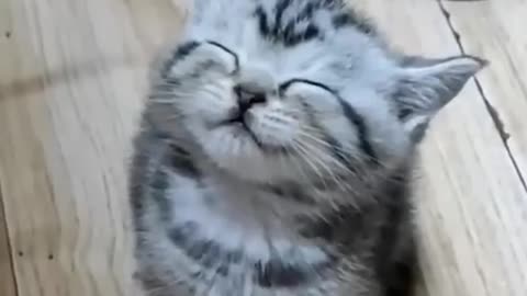 Funny cats 🤣😂