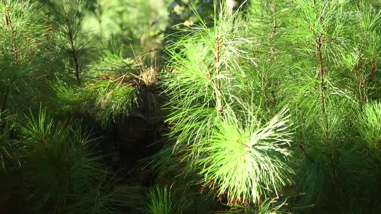 How Army Snipers Create Camouflage Ghillie Suits For Combat _ Boot Camp.