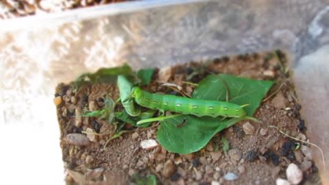 Caterpillar eating time lapse