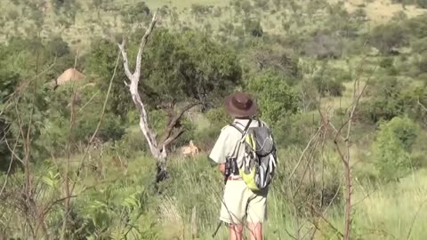 6 Lion Encounters That Will Give You Chills