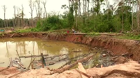 How gold mining contaminates Amazon wildlife