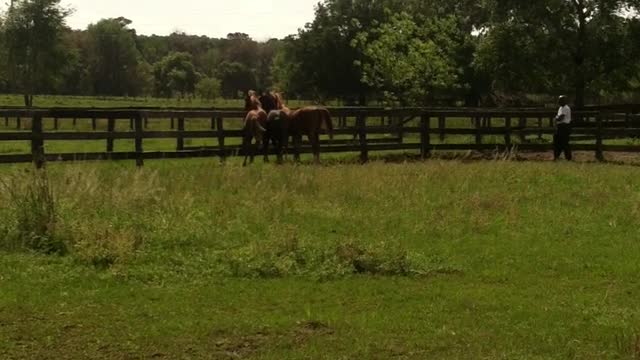 Same 3 Arabians we couldn't catch them most of the time, we had only had them like 2 weeks though