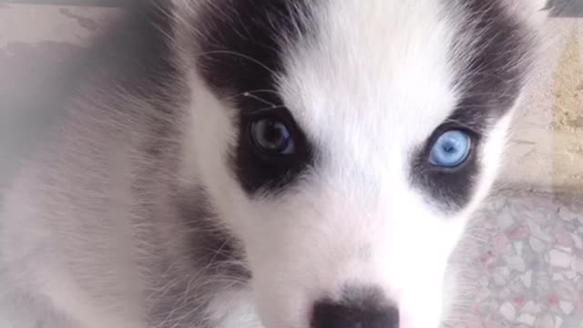 husky