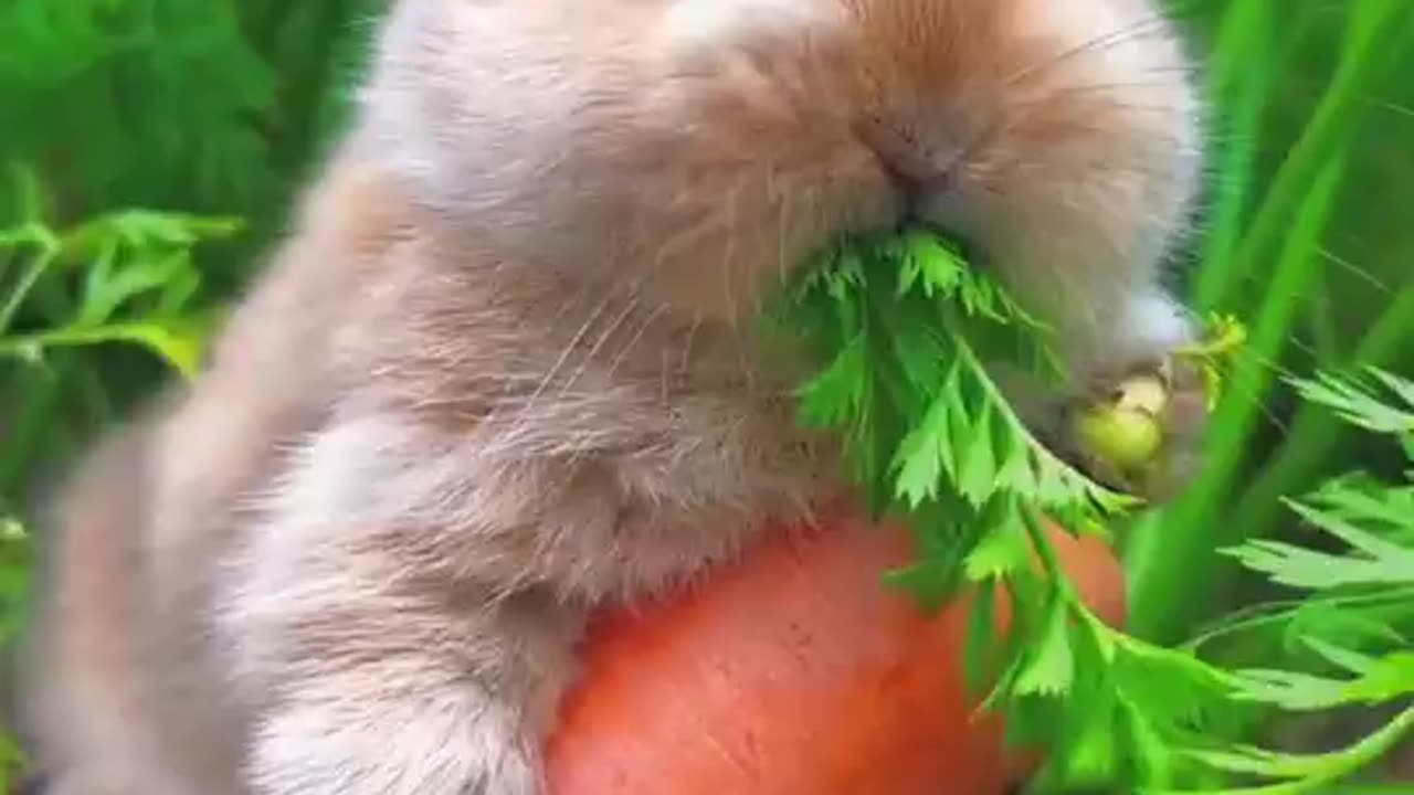 Cute bunny