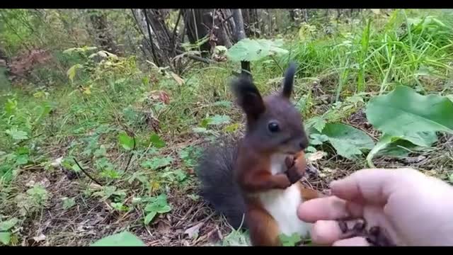 tiny squirrel