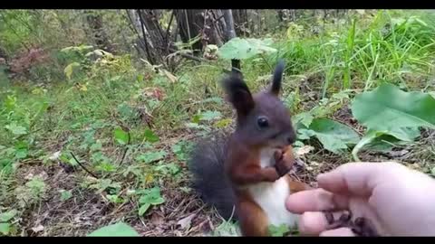 tiny squirrel