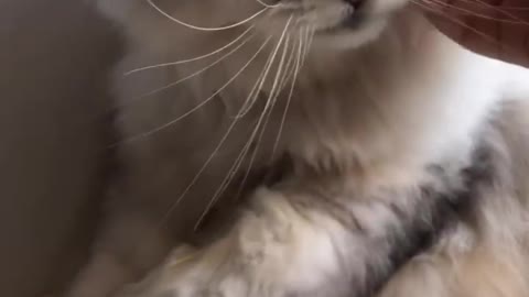 Nervous furry cat