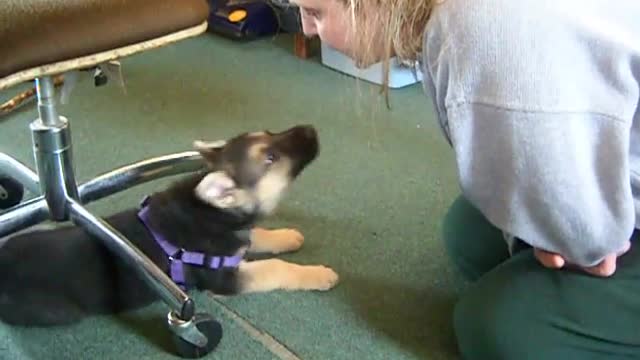 german shepard pup talking back