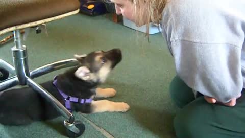 german shepard pup talking back