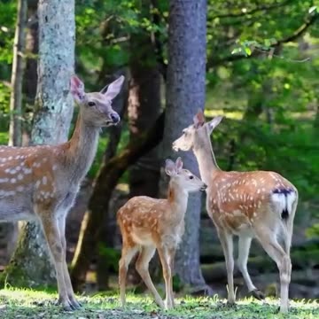 Pet Cats Beautiful Bird And Animal 4K HD Adorable Photography By Nature.