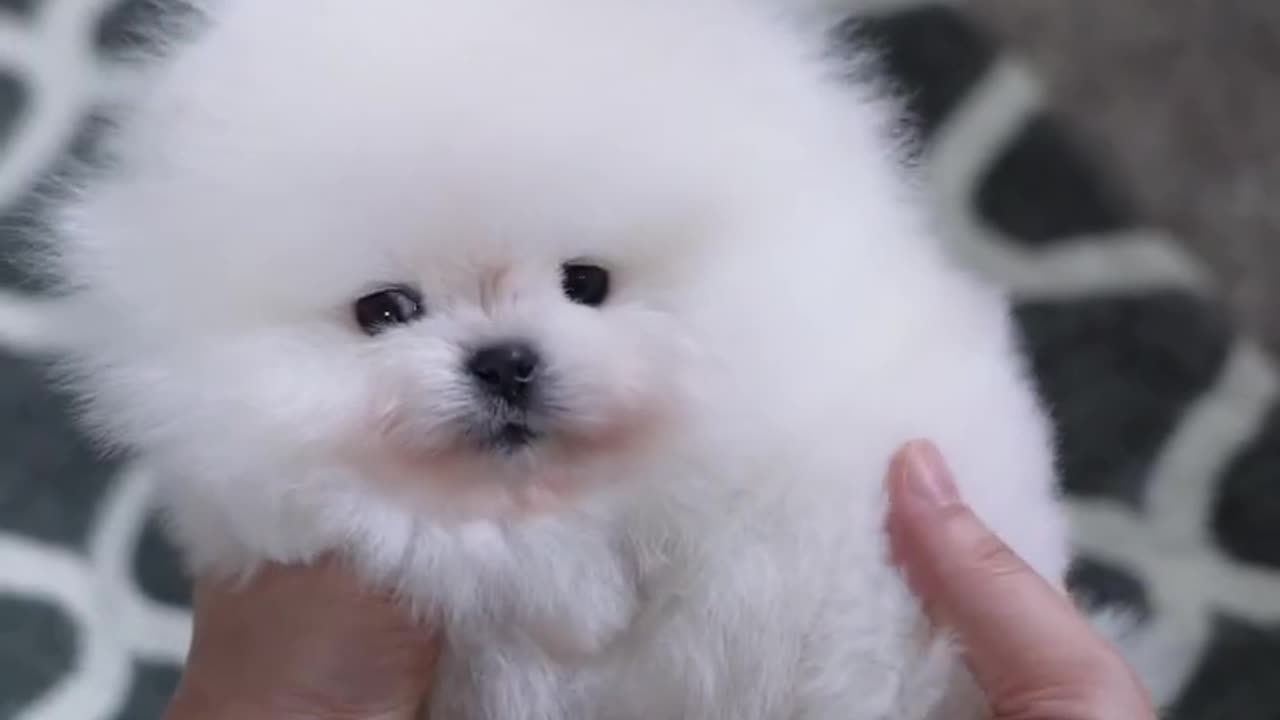 Cute white miniteacup Pomeranian puppy