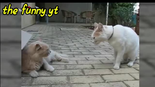 cat and dog playing, at and dog funny cat and dog funny videos