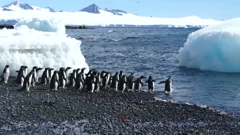 Ever seen a Penguin Beach Party !!!!