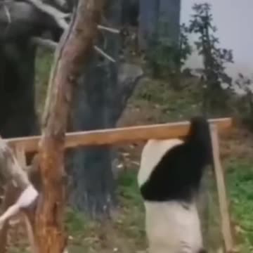 New Funny Animals Compilations 2021