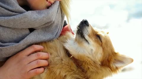 🐕 Is Your Dog Happy Or Sad? 10 Signs To Know How your Dog Feels