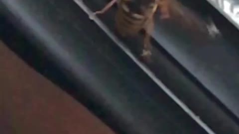 the gadfly is protected