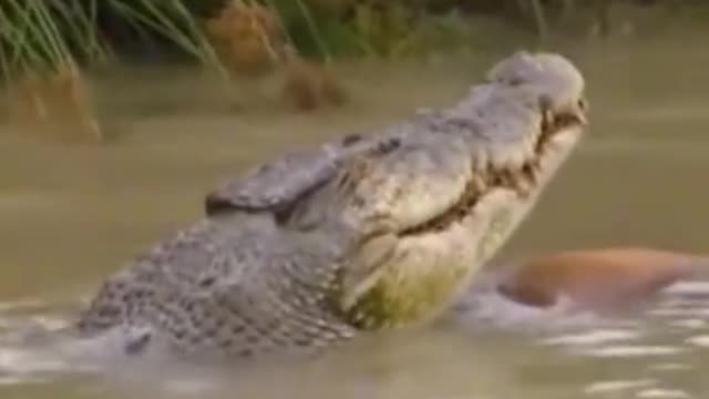 #wild animals #crocodile🐊🐊