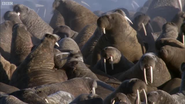 Polar Bear vs Walrus | Planet Earth | BBC Earth