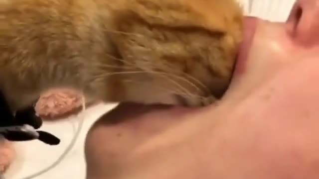 Cat in mouth