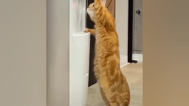 Omg So Cute Cat Funny Moments 🐈🐈