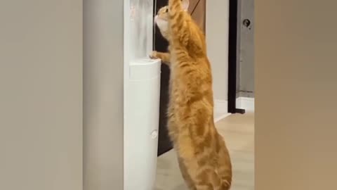 Omg So Cute Cat Funny Moments 🐈🐈