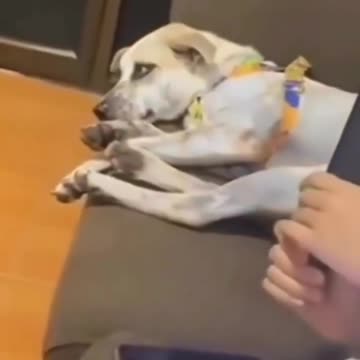 Dog funny movement videos🐶😂🐾