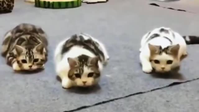 Funny cat collection