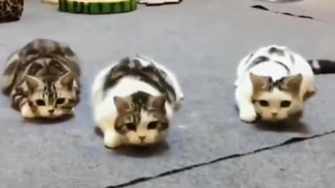 Funny cat collection