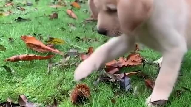 Funniest & Cutest Labrador Puppies #2 - Funny Puppy Videos 2021