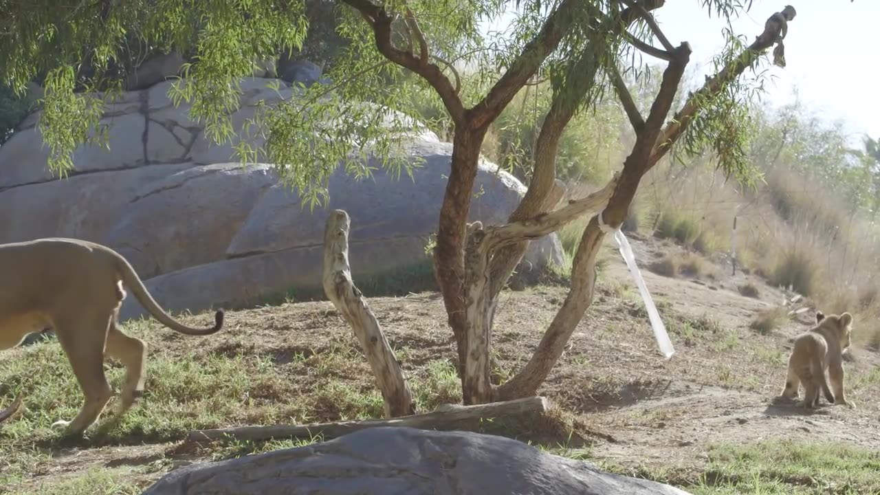 Lion Cubs Meet Dad for the First Time