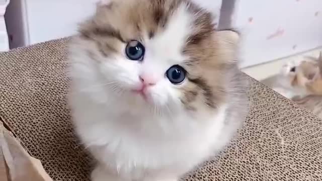 Such a kitten shoots a video with the whole process of cuteness