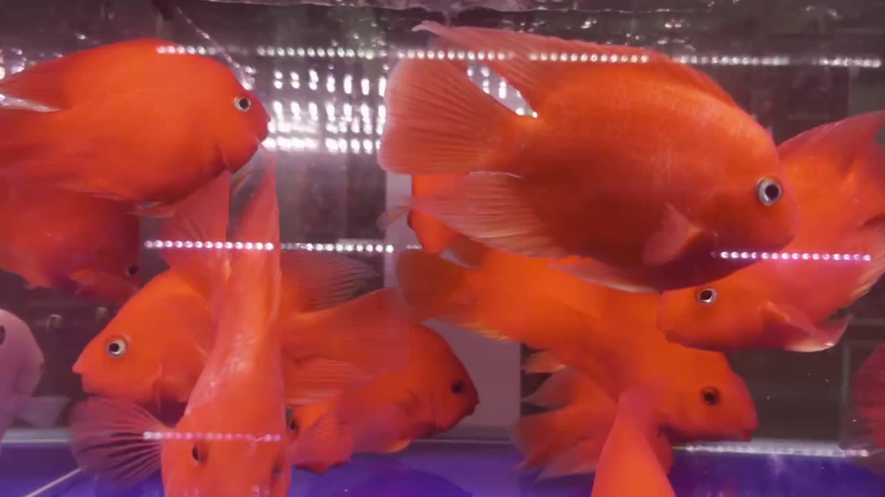 Goldfish swim around happily in the aquarium