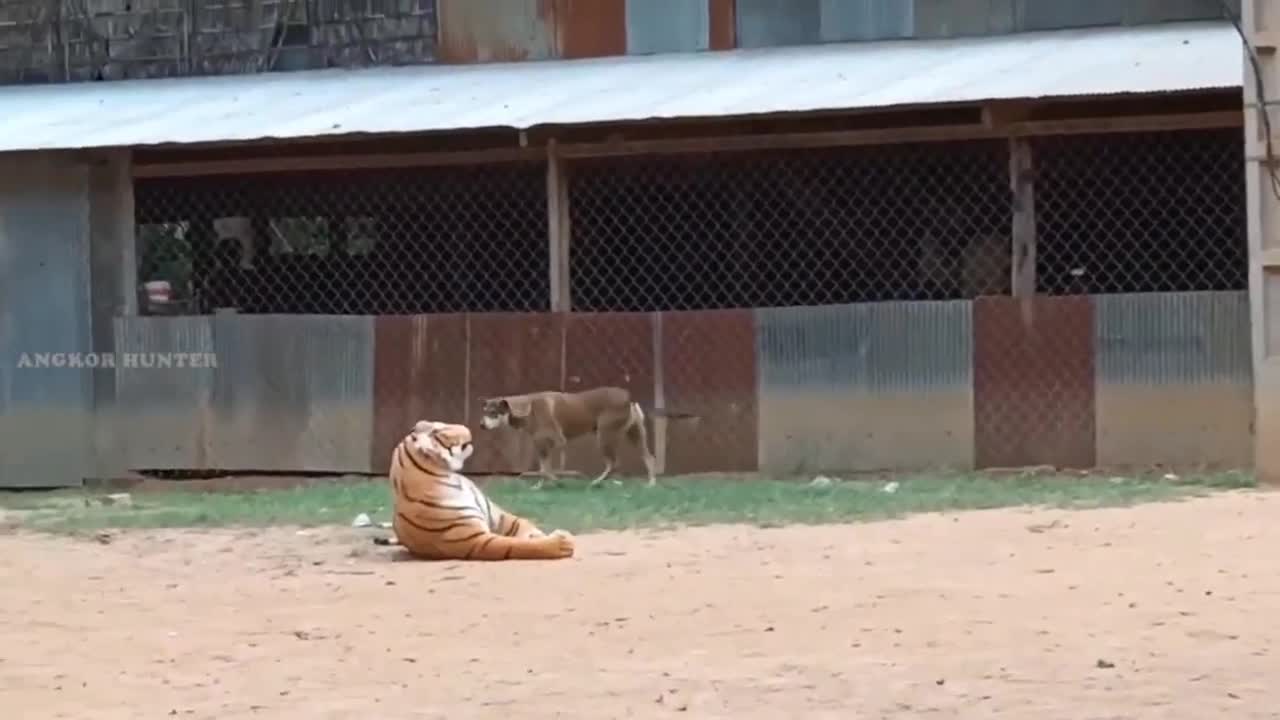 Prank to dog , that a so funny