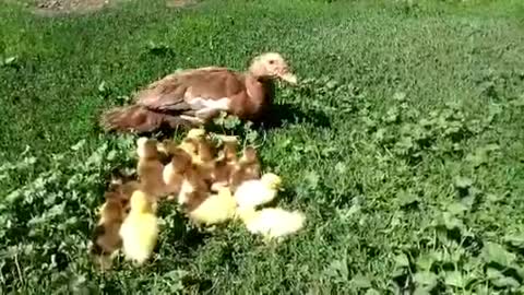 First day of ducklings