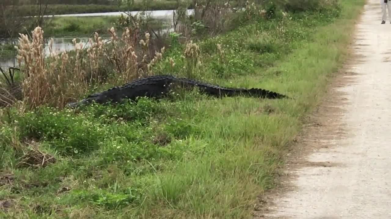 Gigantic alligator strolls across walking trail