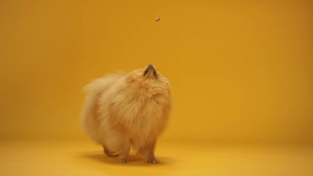 dog playing with pet ball