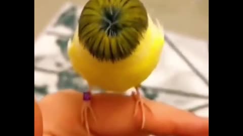 Ahh is that the Edgar haircut on a bird! 😂
