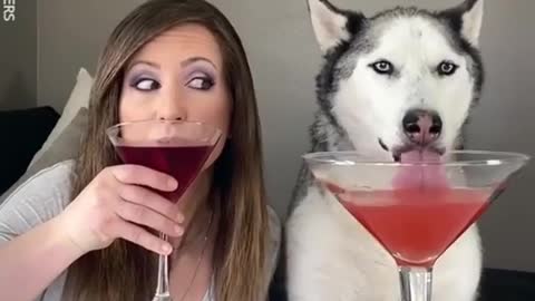 Siberian Husky vs Owner Drinking Contest